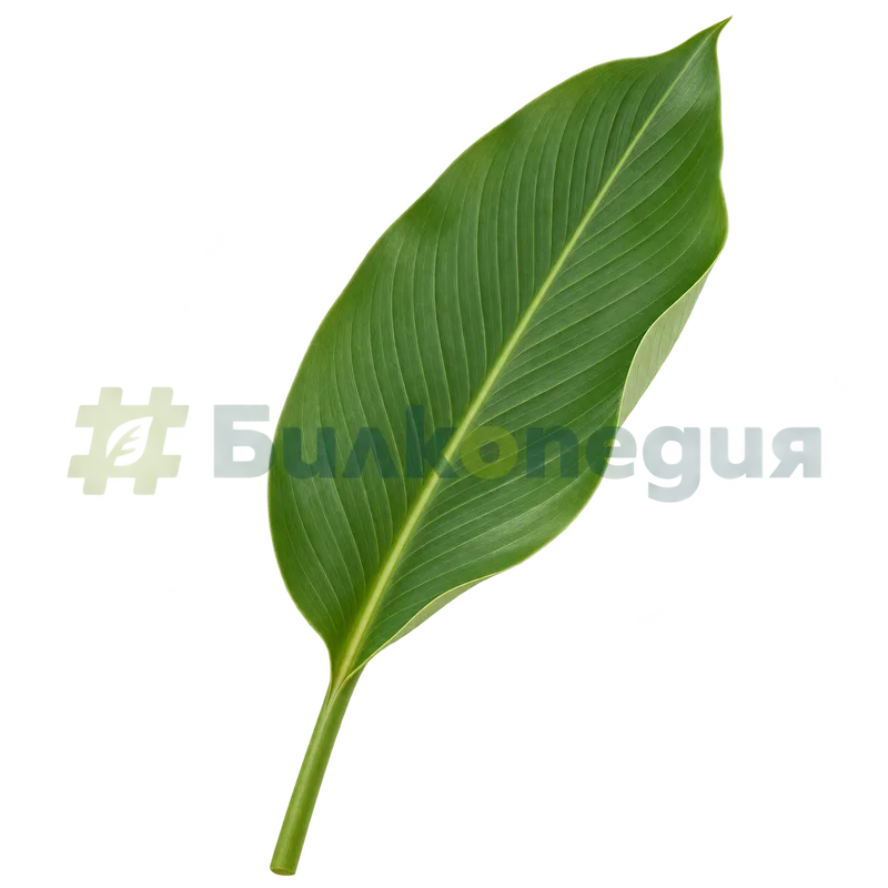 Curcuma longa L. - куркума - широк лист, генерирана образователна визуализация