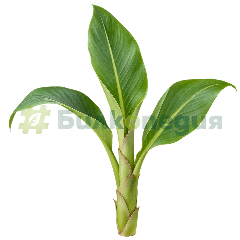 Curcuma longa L. - куркума - лъжливо стъбло и листни влагалища, генерирана образователна визуализация
