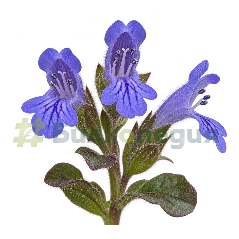 Ajuga reptans L. - сини двуустни цветове, генерирана образователна визуализация