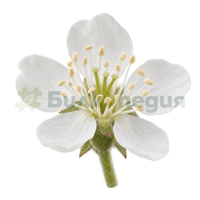 Sorbus aucuparia L. - цвят - пет бели венчелистчета, генерирана образователна визуализация