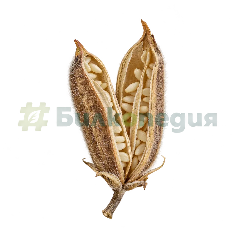 Sesamum indicum L. - отворена кутийка със семена, генерирана образователна визуализация