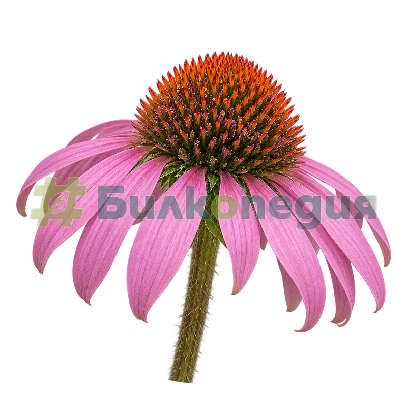 Echinacea purpurea (L.) Moench - пурпурна кошничка с изпъкнал център, генерирана образователна визуализация