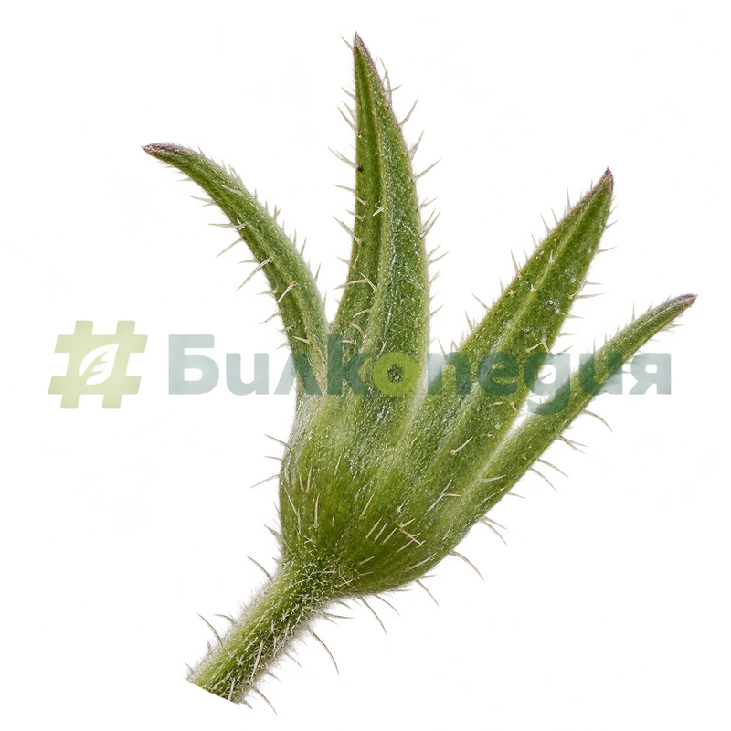 Anchusa officinalis L. - петделна четинеста чашка, генерирана образователна визуализация