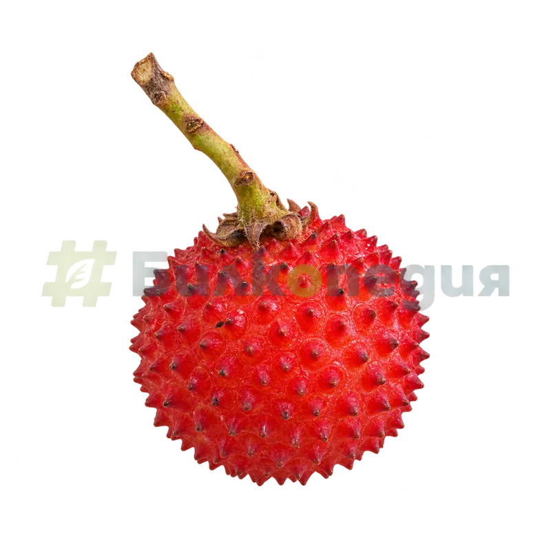 Arbutus unedo L. - цял червен грапав плод, генерирана образователна визуализация