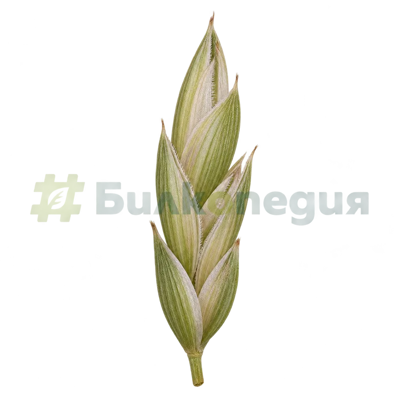 Elymus repens (L.) Gould - класче с няколко цветчета и две плеви, генерирана образователна визуализация