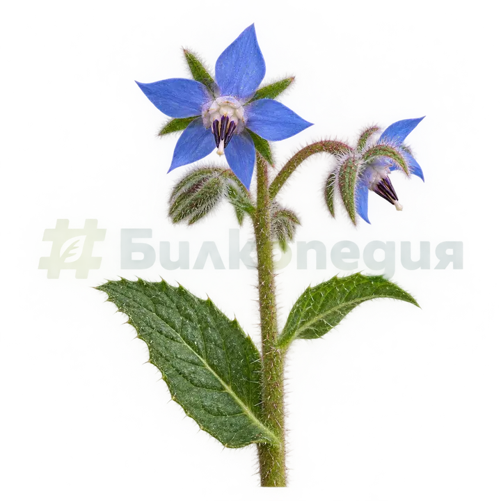 Borago officinalis L. - горен приседнал лист, генерирана образователна визуализация