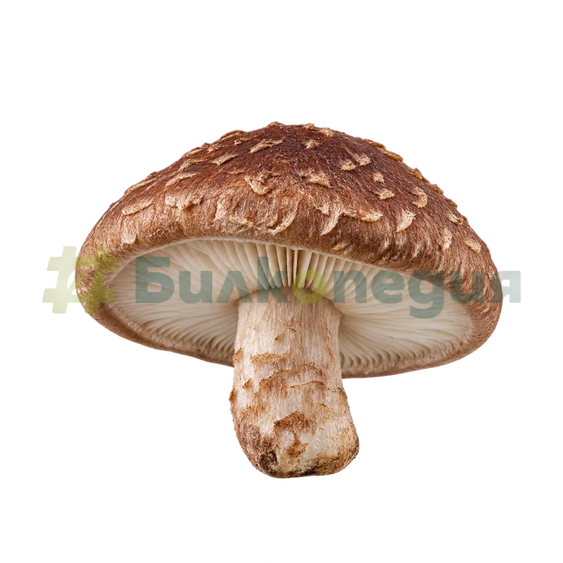 Lentinula edodes (Berk.) Pegler - цяло свежо плодно тяло, генерирана образователна визуализация