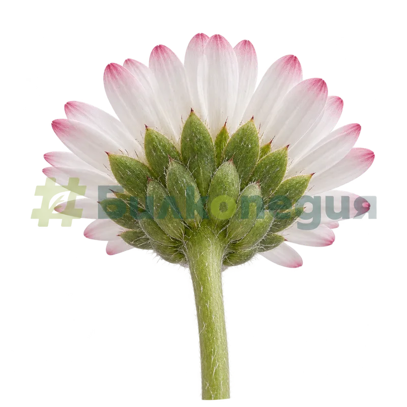 Bellis perennis L. - зелена двуредна обвивка на кошничката, генерирана образователна визуализация