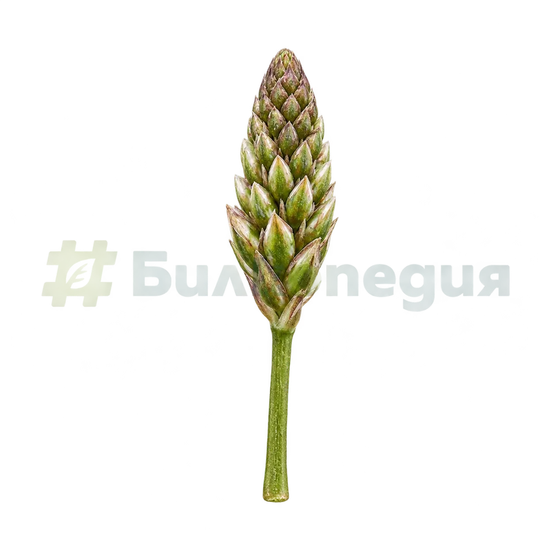 Plantago lanceolata L. - млад конусовидно яйцевиден клас, генерирана образователна визуализация