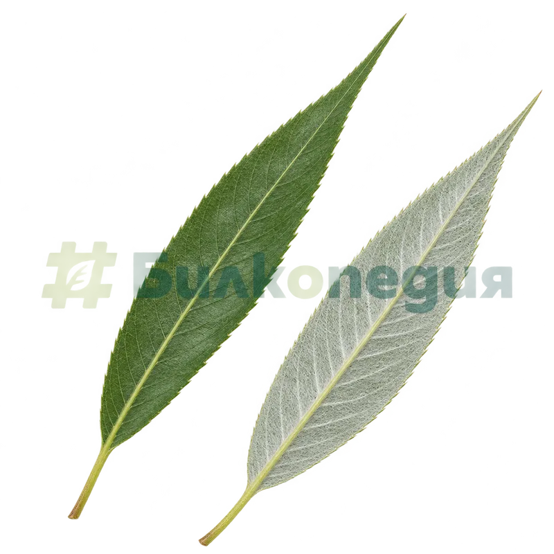 Salix alba L. - листа - горна и долна страна, генерирана образователна визуализация