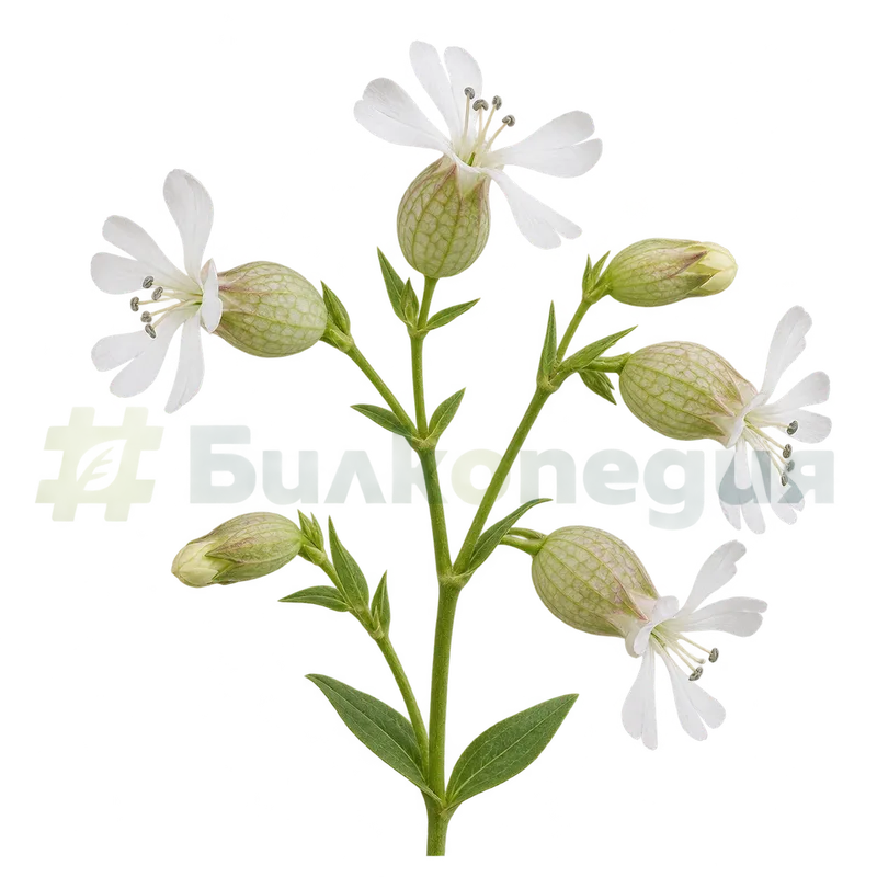 Silene vulgaris (Moench) Garcke - рехаво разклонено съцветие, генерирана образователна визуализация