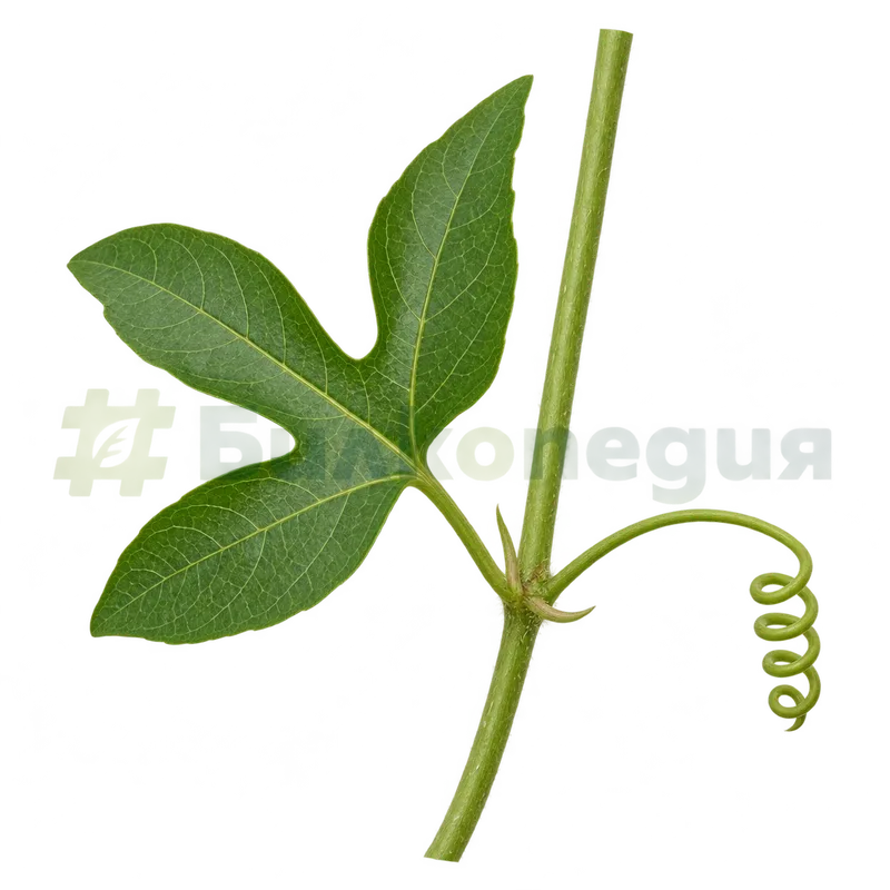 Passiflora incarnata L. - мустаче - спираловидно, в пазвата на листа, генерирана образователна визуализация