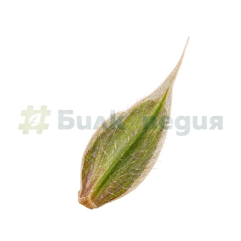 Plantago lanceolata L. - яйцевиден прицветник с ципести ръбове, генерирана образователна визуализация