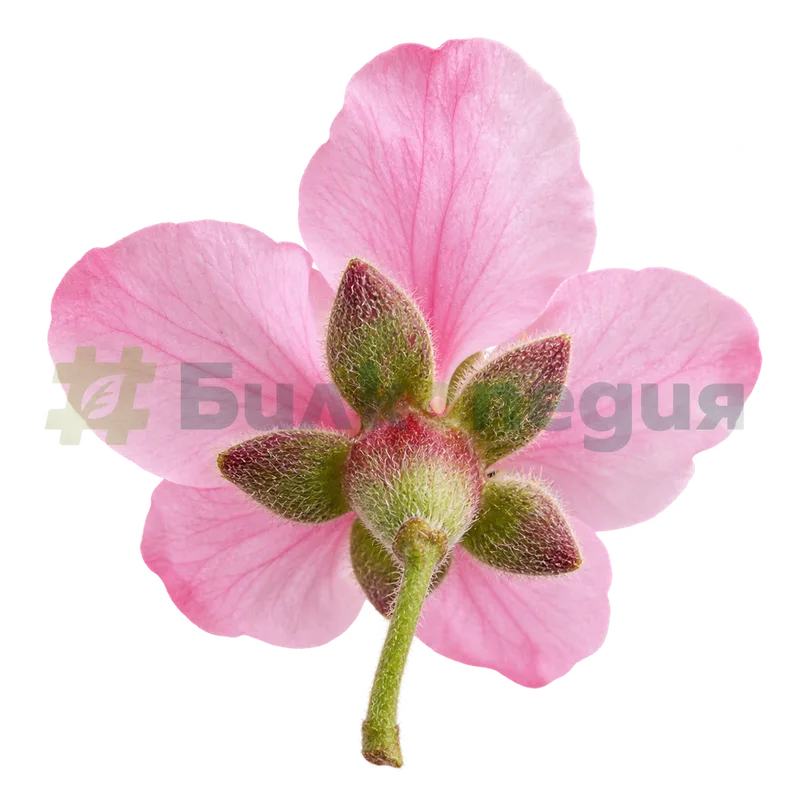 Prunus persica (L.) Batsch - цвят отзад - чашелистчета, генерирана образователна визуализация