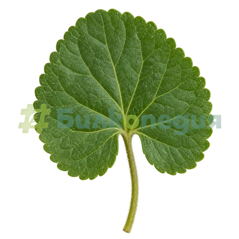 Viola odorata L. - лист, генерирана образователна визуализация