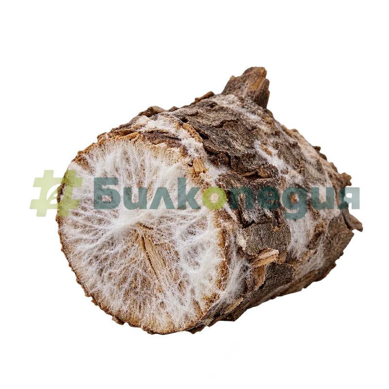 Lentinula edodes (Berk.) Pegler - мицел върху дървесен субстрат, генерирана образователна визуализация