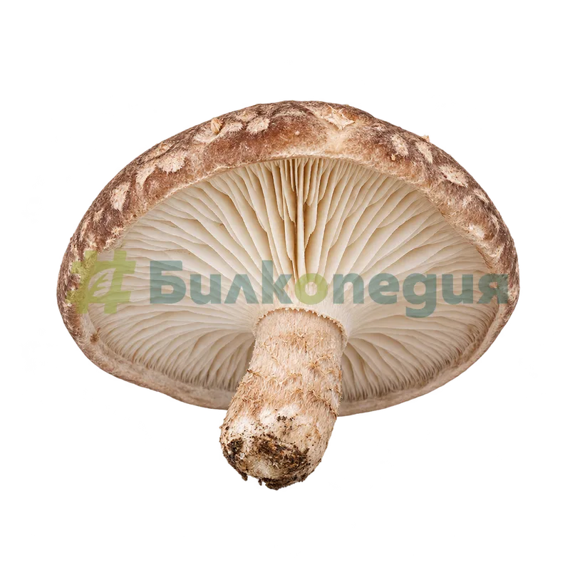 Lentinula edodes (Berk.) Pegler - долна страна на шапката с белезникави пластинки, генерирана образователна визуализация