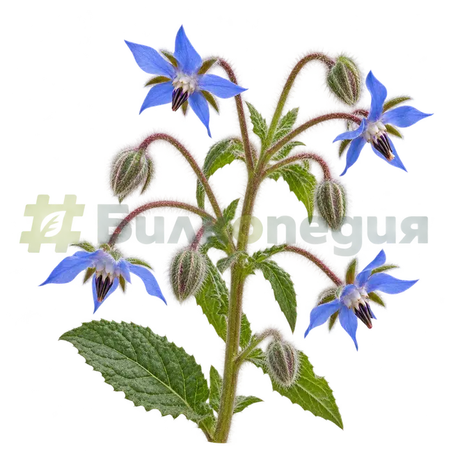 Borago officinalis L. - съцветие със сини цветове, генерирана образователна визуализация