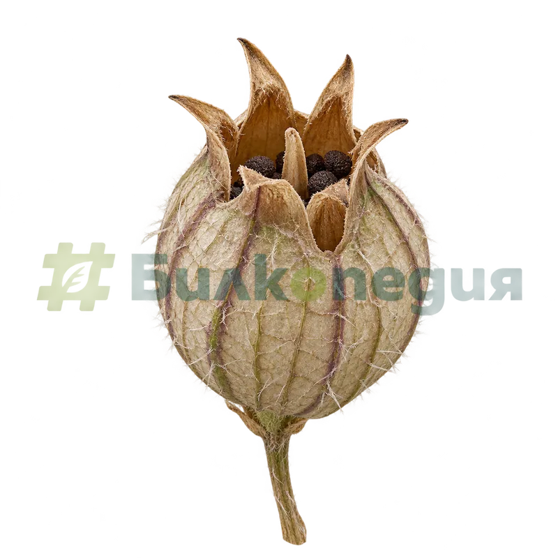 Silene vulgaris (Moench) Garcke - плодна кутийка с шест зъбчета, генерирана образователна визуализация