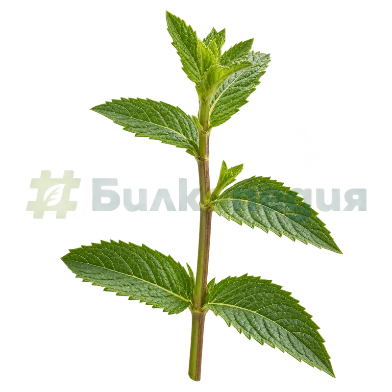 Mentha spicata L. — четириръбесто стъбло с срещуположни листа, генерирана образователна визуализация
