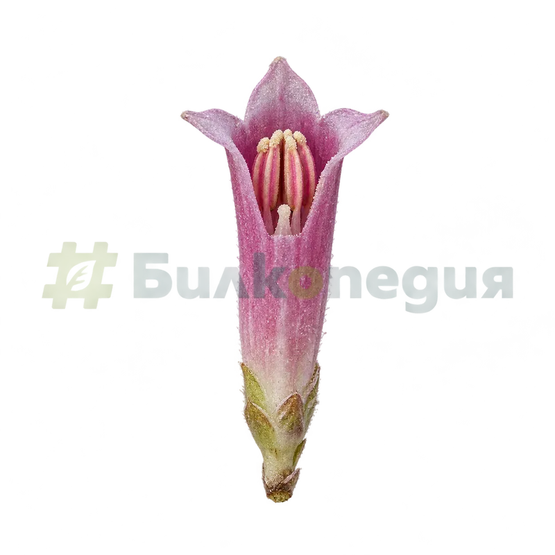 Petasites hybridus subsp. hybridus - тръбесто мъжко функционално цветче с пет зъбчета, генерирана образователна визуализация