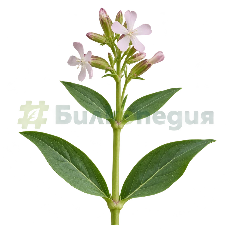 Saponaria officinalis L. - голо стъбло със срещуположни листа, генерирана образователна визуализация