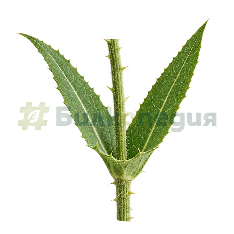 Dipsacus fullonum L. - сраснали срещуположни листа, образуващи чашка, генерирана образователна визуализация