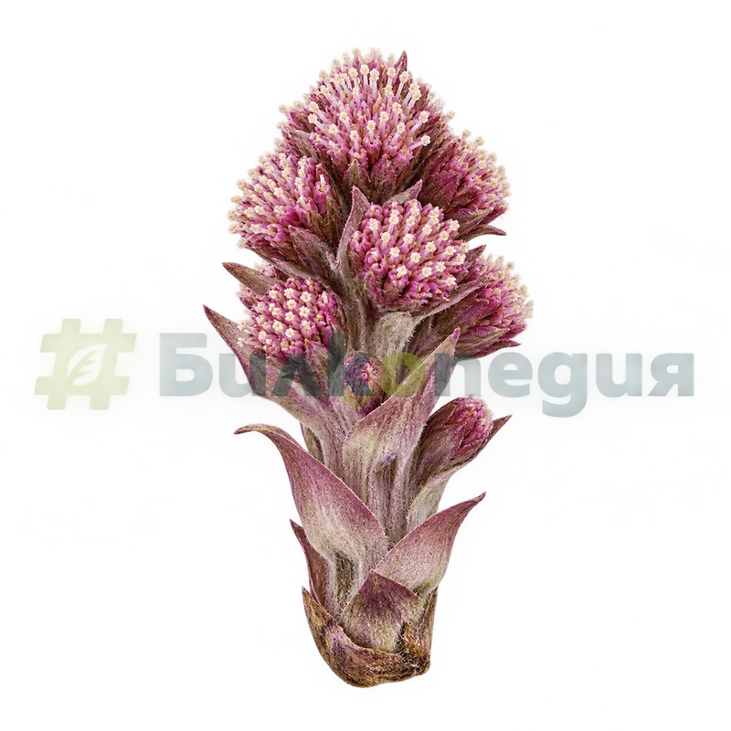 Petasites hybridus subsp. hybridus - ранно съцветие - функционално мъжка червеникава форма, генерирана образователна визуализация