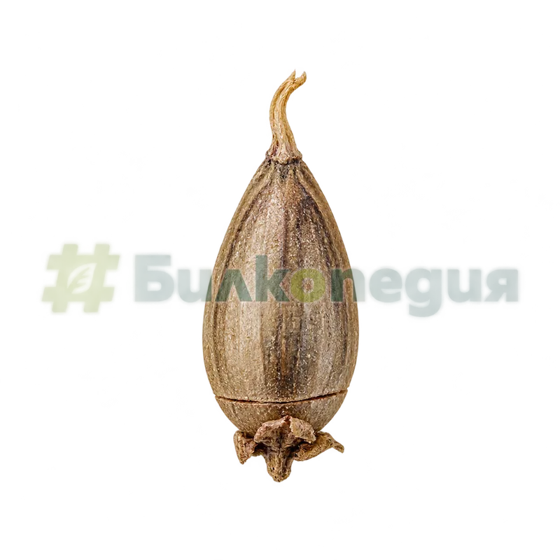 Plantago lanceolata L. - цяла яйцевидна кутийка, генерирана образователна визуализация