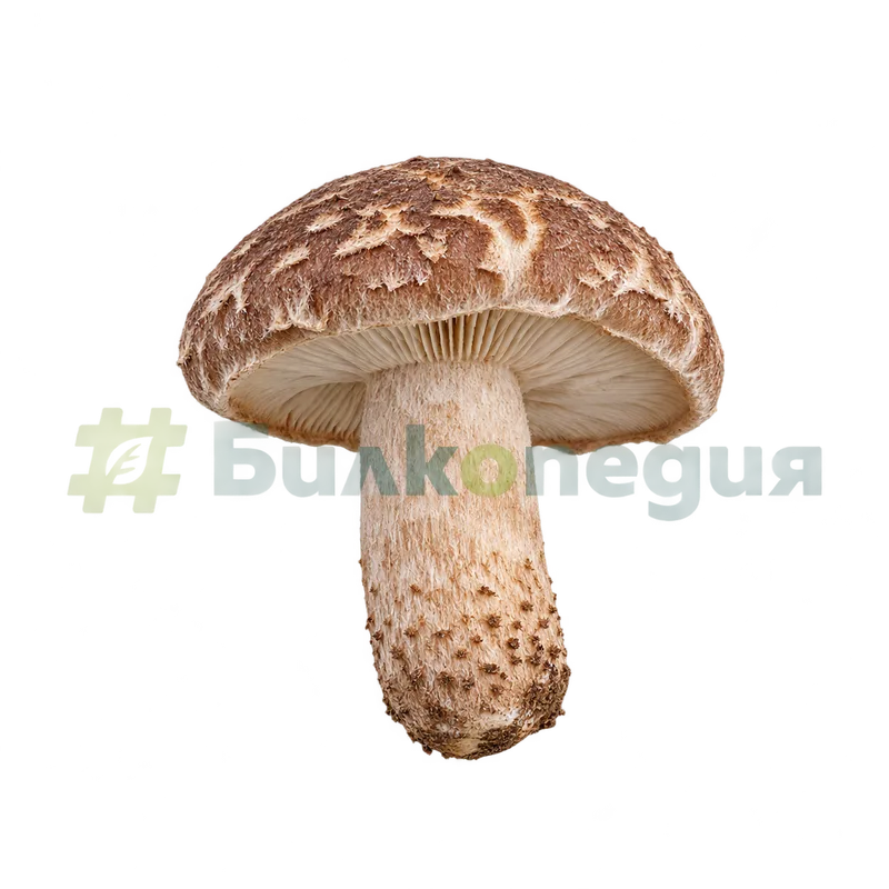 Lentinula edodes (Berk.) Pegler - цяло плътно влакнесто пънче, генерирана образователна визуализация
