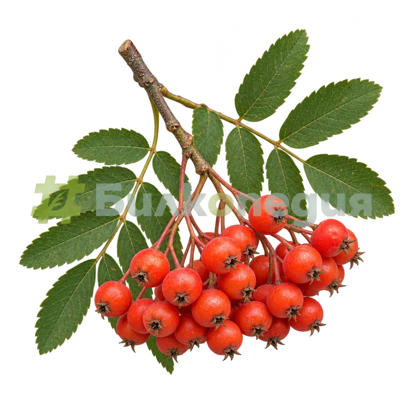 Sorbus aucuparia L. - плодове - грозд от оранжево-червени ябълковидни плодчета, генерирана образователна визуализация