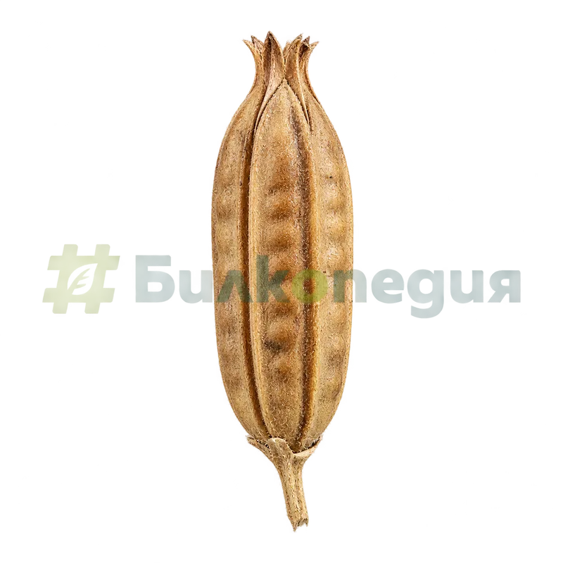 Sesamum indicum L. - суха зряла кутийка, генерирана образователна визуализация