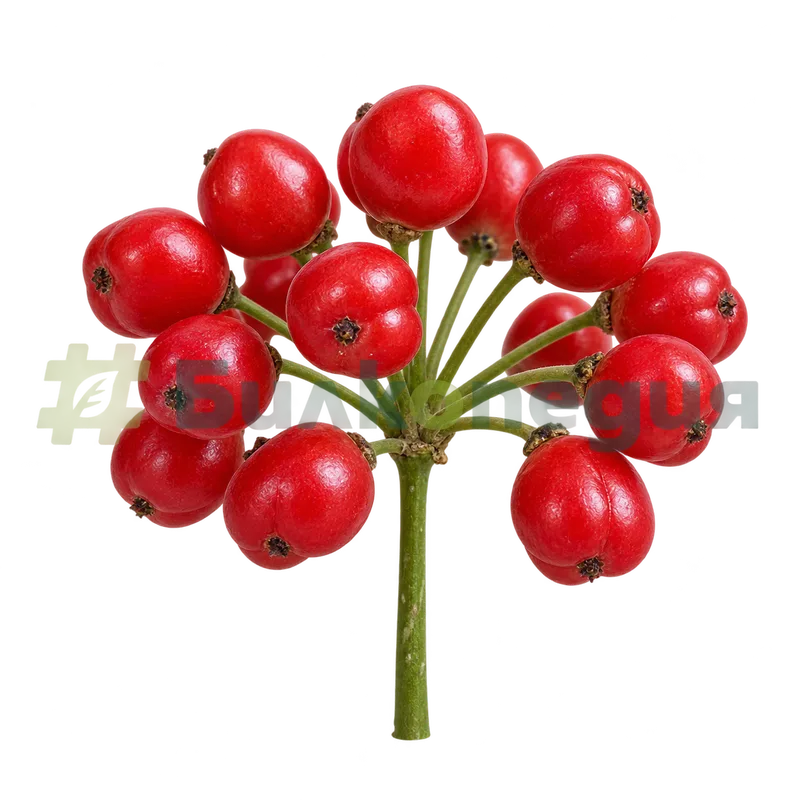 Panax quinquefolius L. - плодове, генерирана образователна визуализация