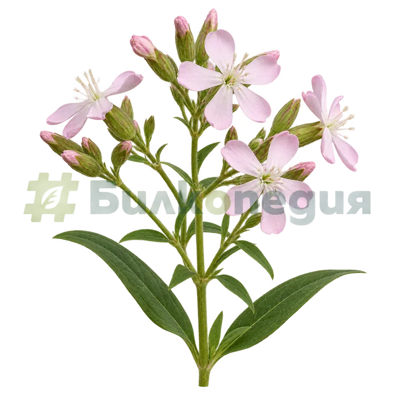 Saponaria officinalis L. - връхно съцветие с бледорозови цветове, генерирана образователна визуализация