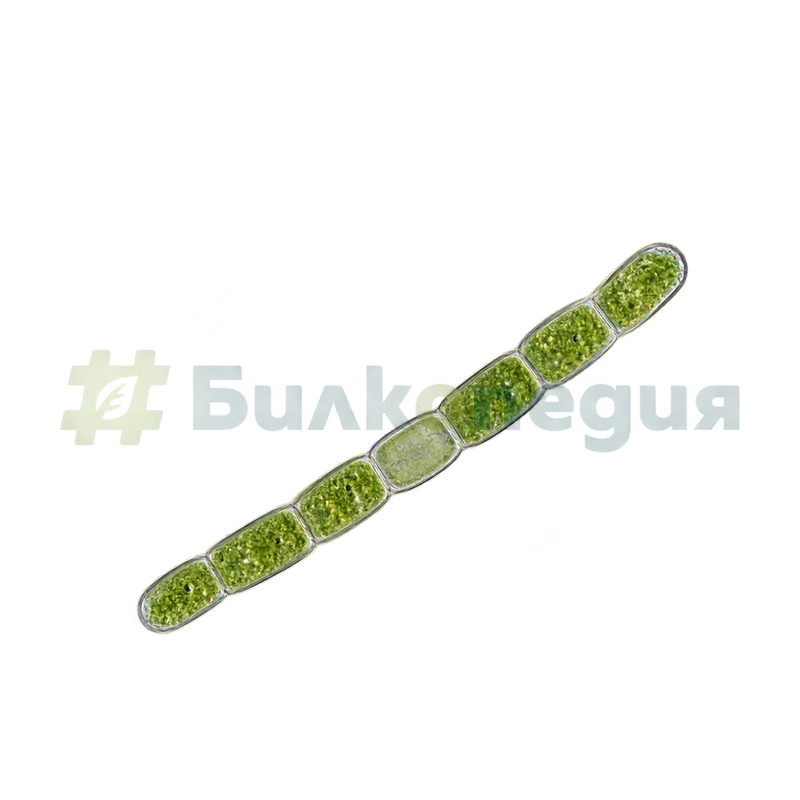 Aphanizomenon flos-aquae Ralfs ex Bornet & Flahault - хетероцит в нишката - увеличен изглед, генерирана образователна визуализация