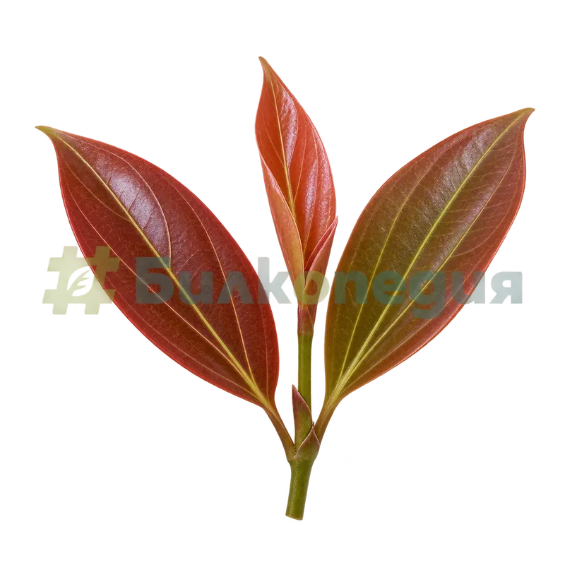 Cinnamomum verum J.Presl - млади червени листа, генерирана образователна визуализация
