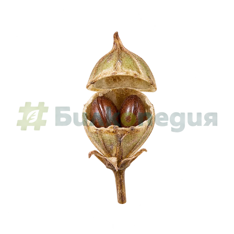 Plantago lanceolata L. - кутийка с отворено капаче и две семена, генерирана образователна визуализация