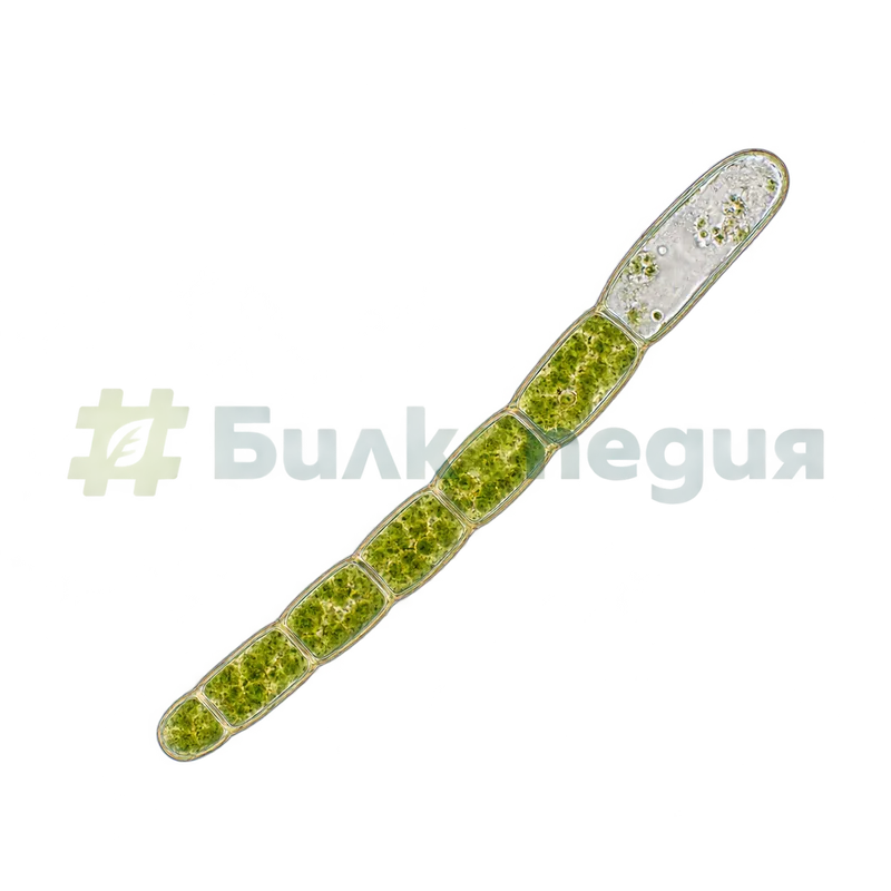 Aphanizomenon flos-aquae Ralfs ex Bornet & Flahault - удължена крайна клетка - увеличен изглед, генерирана образователна визуализация