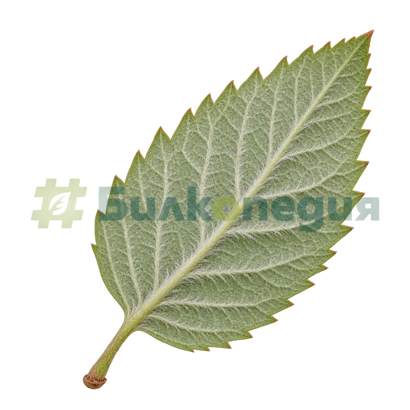 Sorbus aucuparia L. - листче - светла окосмена долна страна, генерирана образователна визуализация
