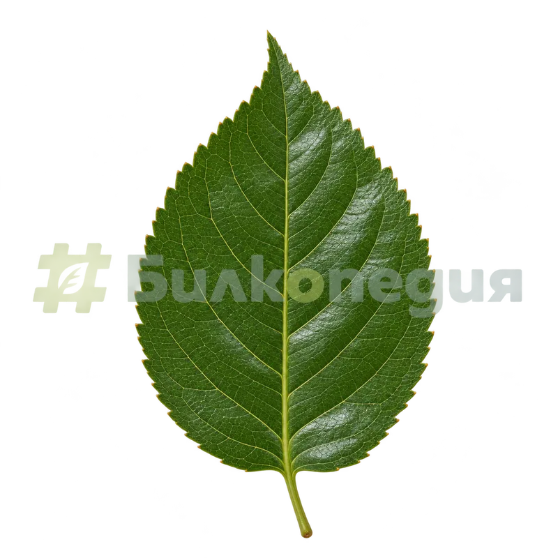 Prunus cerasus L. - лист, генерирана образователна визуализация