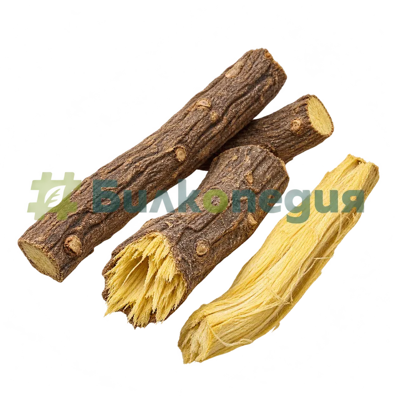Glycyrrhiza glabra L. - изсушени корени с жълта вътрешност, генерирана образователна визуализация