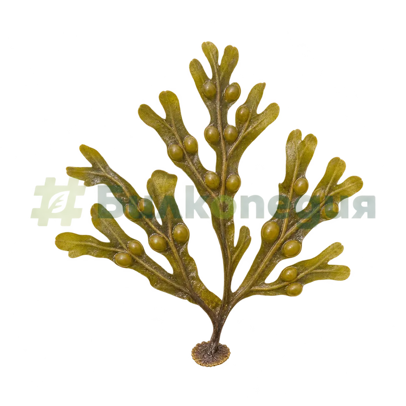 Fucus vesiculosus Linnaeus, 1753 - цял талус с въздушни мехурчета, генерирана образователна визуализация