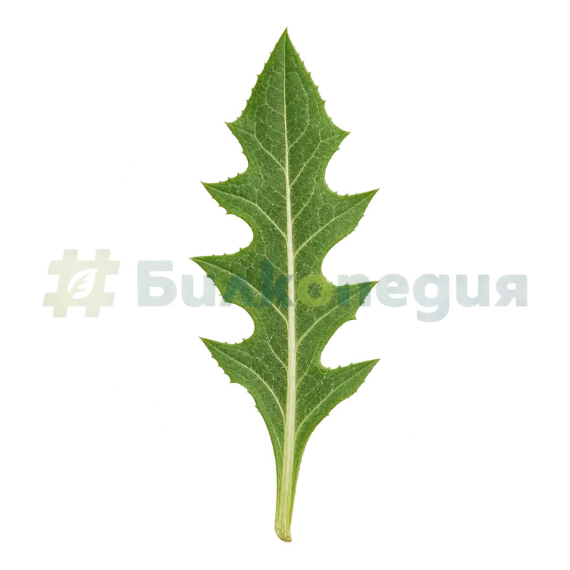 Cichorium intybus L. subsp. intybus - дълбоко нарязан приосновен лист, генерирана образователна визуализация