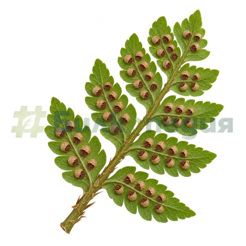 Dryopteris filix-mas (L.) Schott - долна страна със соруси, генерирана образователна визуализация