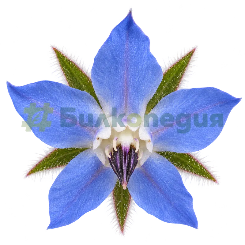 Borago officinalis L. - тичинков конус и гърлени люспи, генерирана образователна визуализация