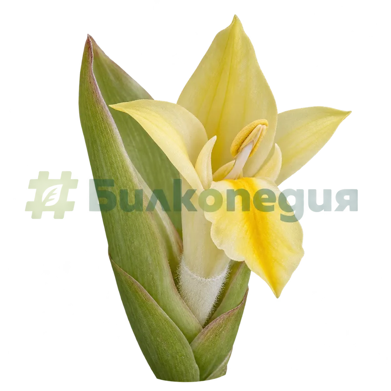 Curcuma longa L. - куркума - отделен цвят, генерирана образователна визуализация