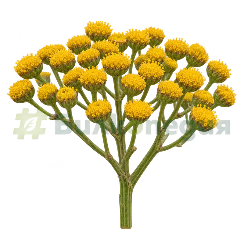 Tanacetum balsamita L. var. balsamita - щитовидно съцветие, генерирана образователна визуализация