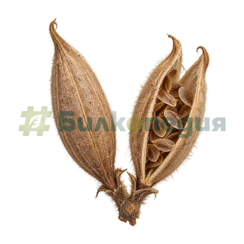 Uncaria tomentosa (Willd. ex Schult.) DC. - котешки нокът - разпукваща се кутийка, генерирана образователна визуализация