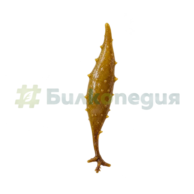 Sargassum fusiforme (Harvey) Setchell, 1931 - бухалковидна листовидна част, генерирана образователна визуализация