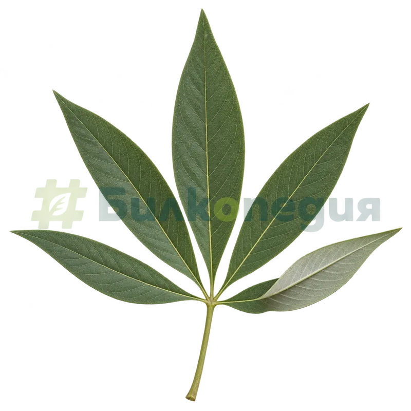 Vitex agnus-castus L. - лист, генерирана образователна визуализация
